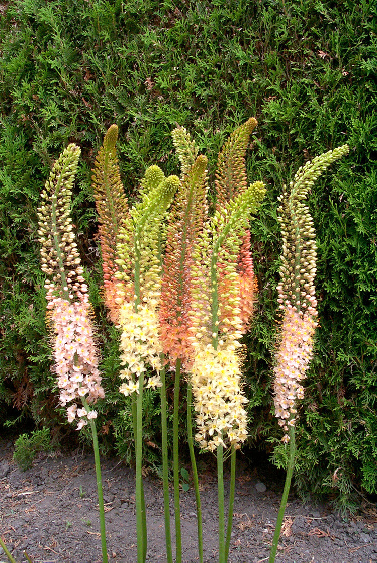 Foxtail Lily - Ruiter Hybrids, 1 Pack