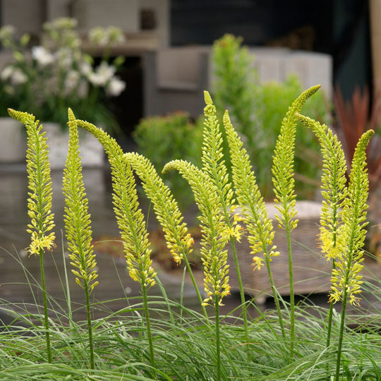 Eremurus - Yellow