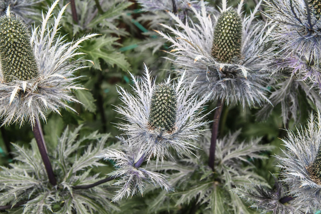 Sea Holly - Magical Silver, 1 Pack