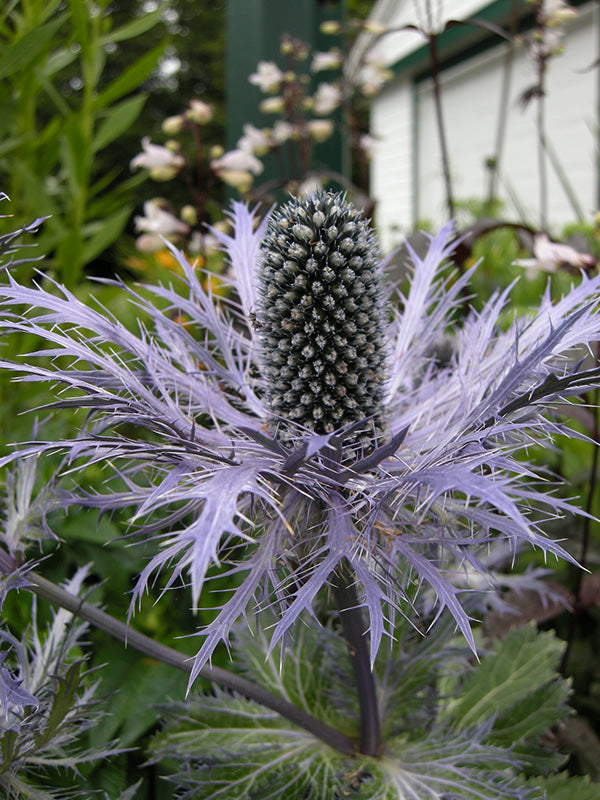 Sea Holly - Blue Star, 1 Pack