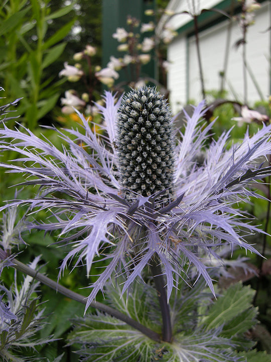 Sea Holly - Blue Star, 1 Pack