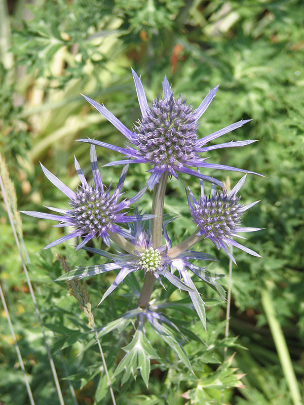 Sea Holly - Blue Star, 1 Pack