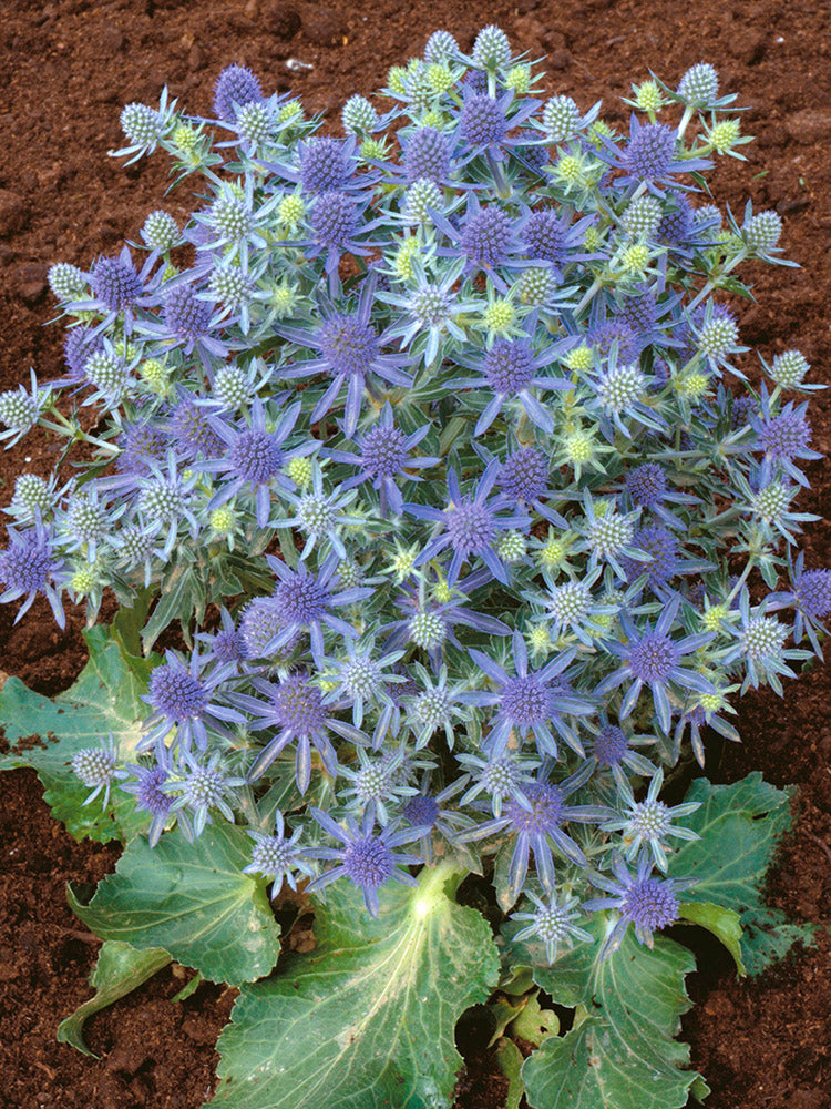 Sea Holly - Blue Hobbit, 1 Pack