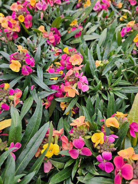 Erysimum - Erysistible Tricolour, 1 Pack