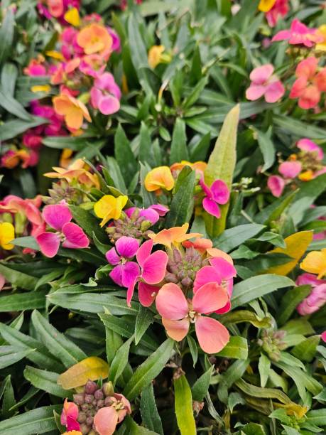 Erysimum - Erysistible Tricolour, 1 Pack
