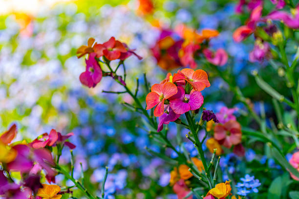 Erysimum - Erysistible Tricolour, 1 Pack