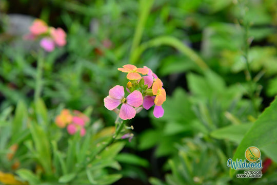 Erysimum - Erysistible Tricolour, 1 Pack