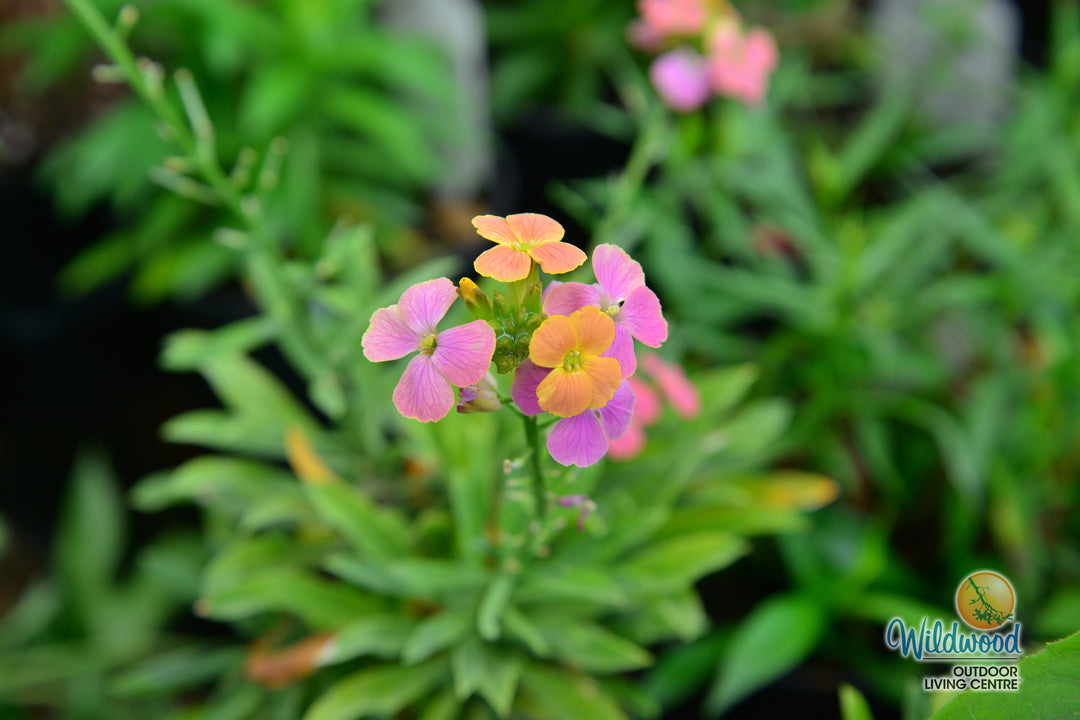 Erysimum - Erysistible Tricolour, 1 Pack