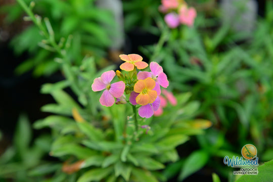 Erysimum - Erysistible Tricolour, 1 Pack
