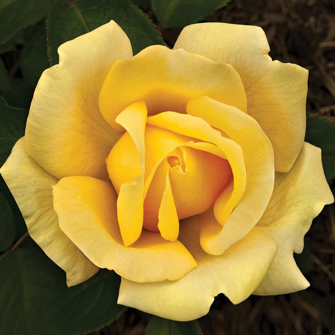 Ten Eternal Roses Eternal Flame™ - Star Roses and Plants – Wildwood Outdoor Living