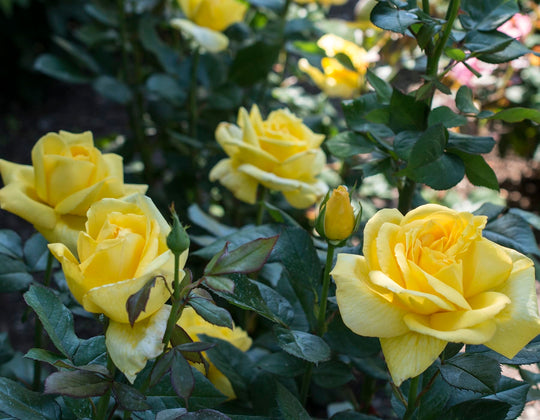 Eternal Flame™ - Star Roses and Plants