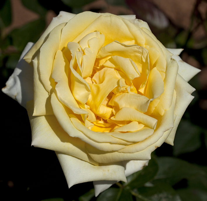 Ten Eternal Roses Eternal Flame™ - Star Roses and Plants – Wildwood Outdoor Living