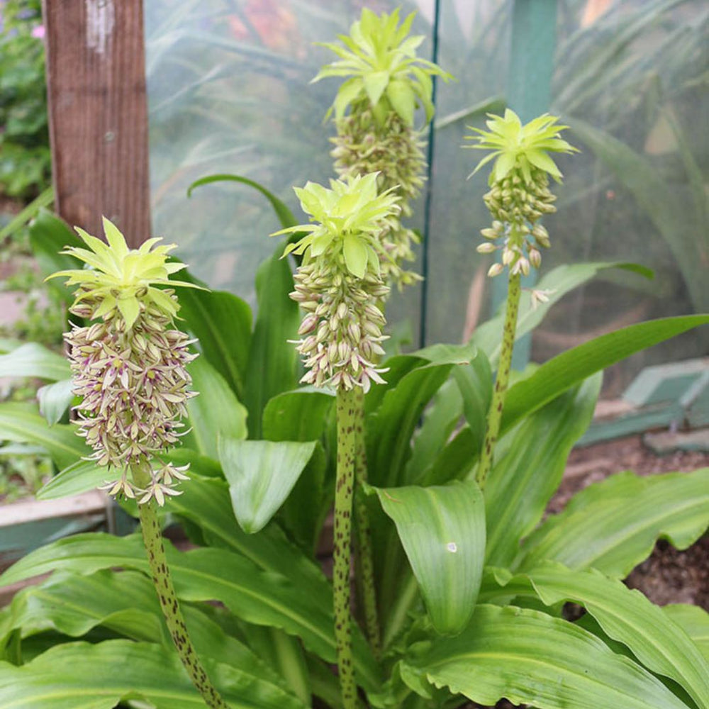 Eucomis - Bicolor