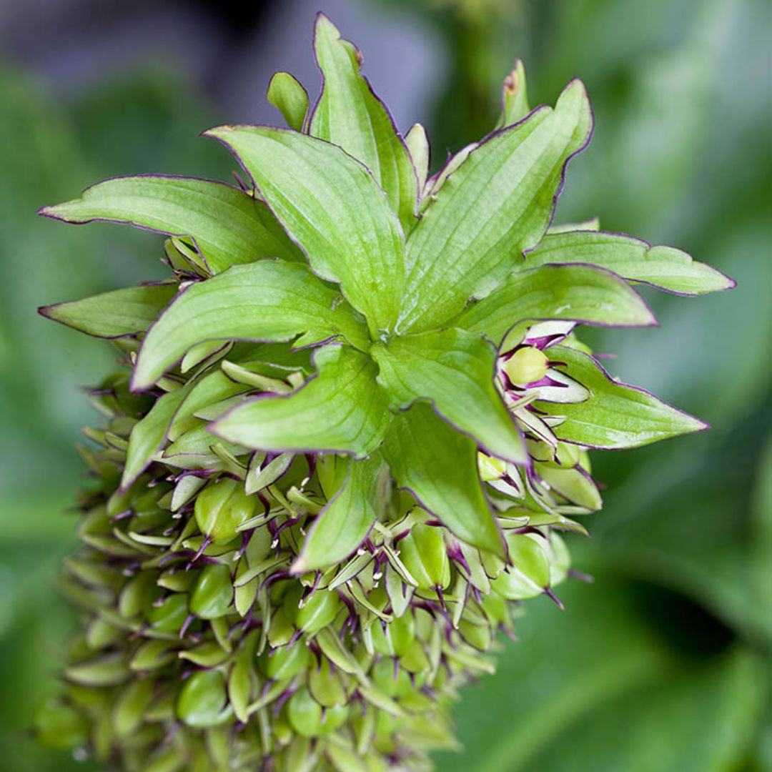 Eucomis - Bicolor