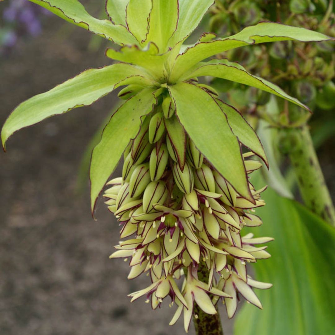 Eucomis - Bicolor