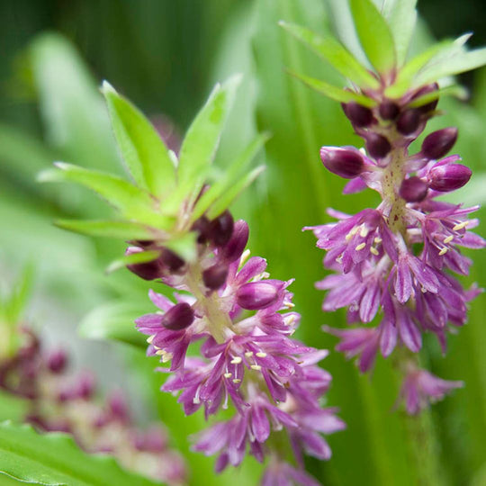 Eucomis - Comosa, Pink