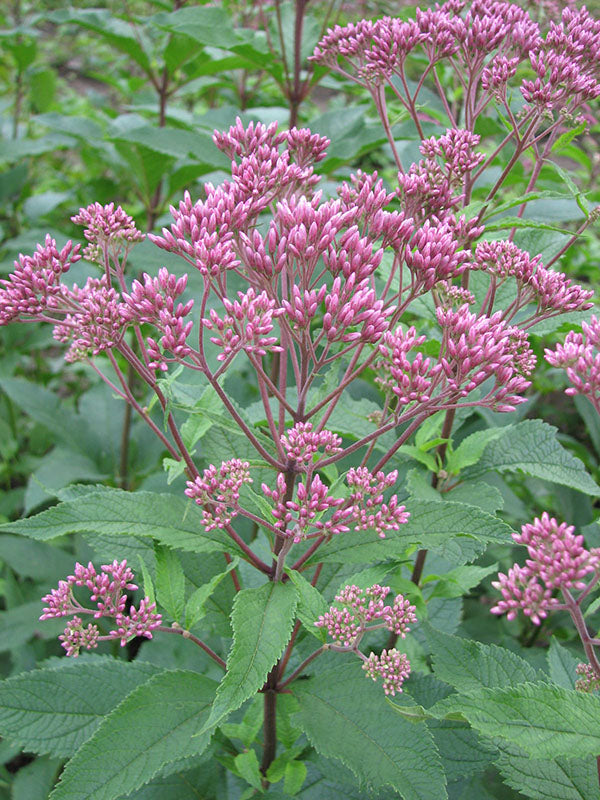 Eupatorium - Atropurpureum, 1 Pack