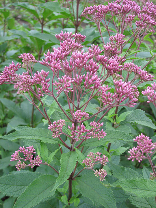 Eupatorium - Atropurpureum, 1 Pack