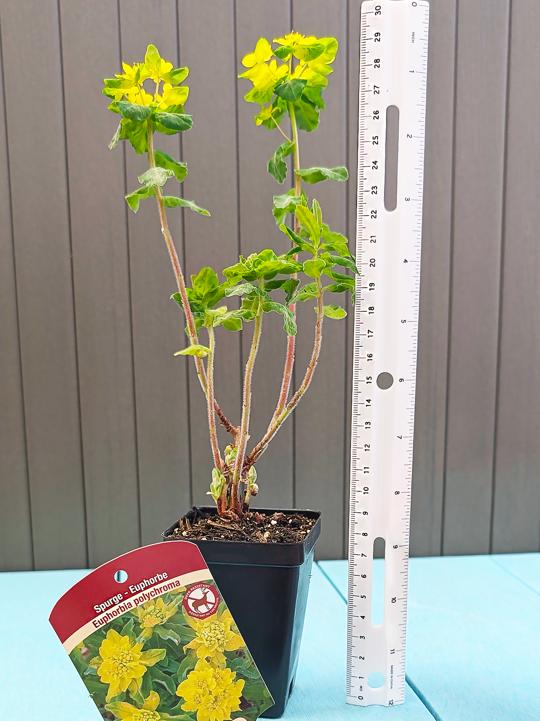 EuphorbiaPolychroma