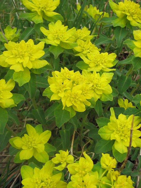 Spurge - Polychroma, 1 Pack