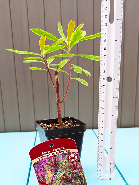 Euphorbia_AscotRainbow