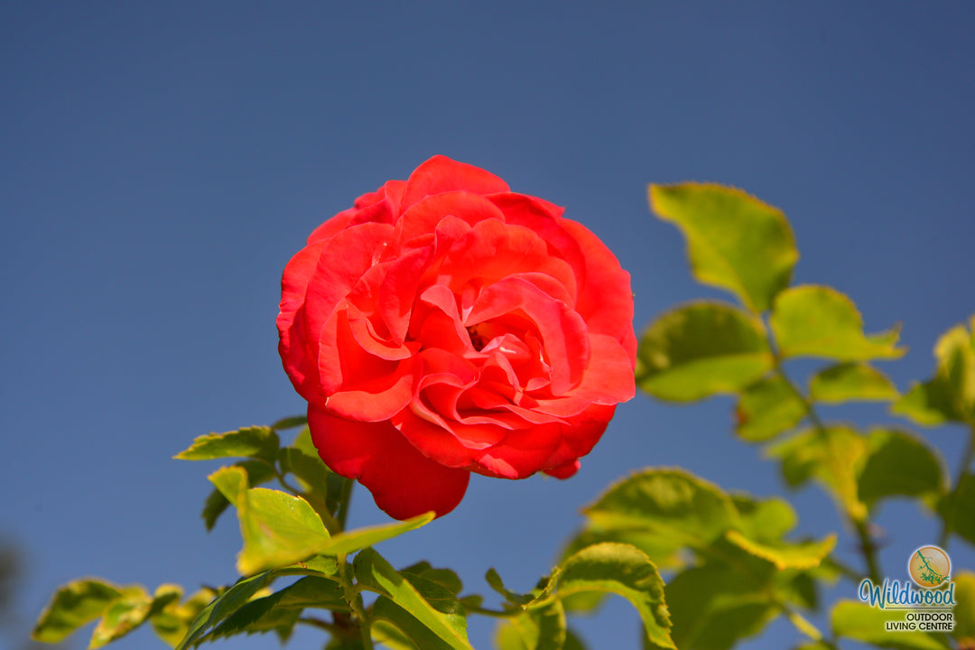 Europeana - Star Roses and Plants