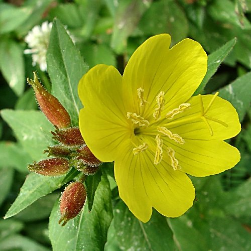 Primrose Evening Primrose - Pacific Northwest Seeds