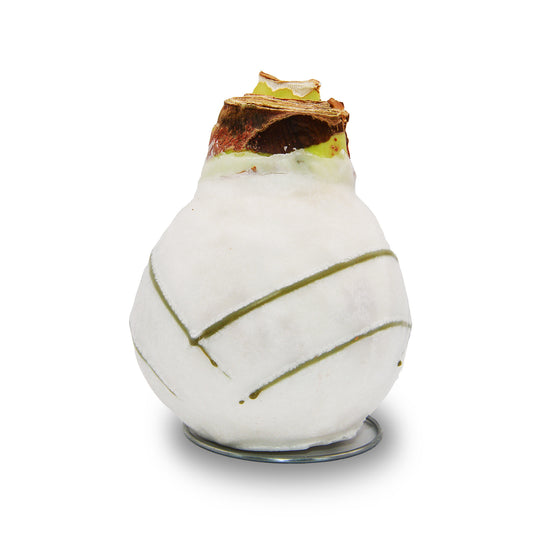 Amaryllis - Wax Expo Gold Swirl