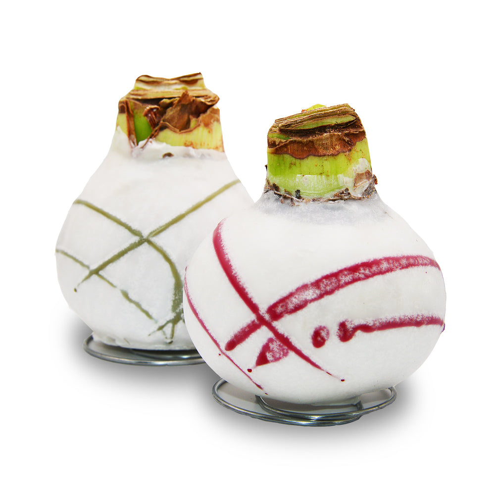 Amaryllis - Wax Expo Red Swirl