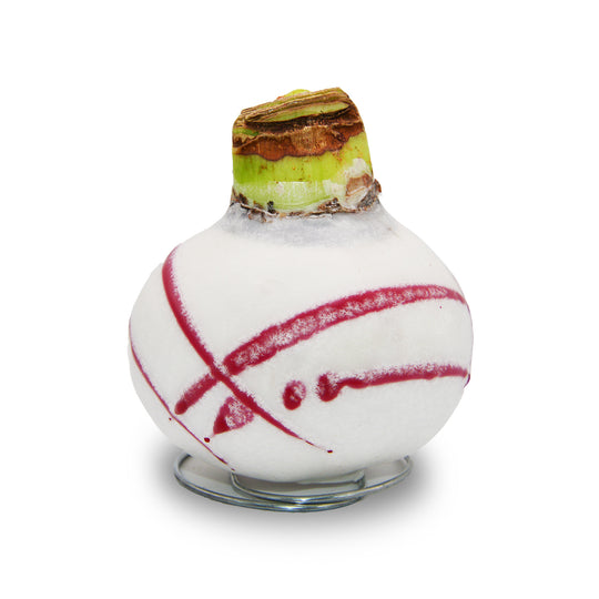 Amaryllis - Wax Expo Red Swirl