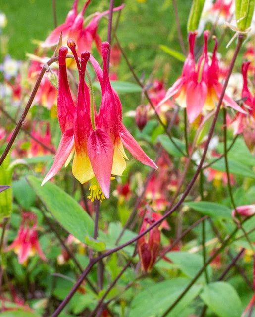 Columbine Red - West Coast Seeds