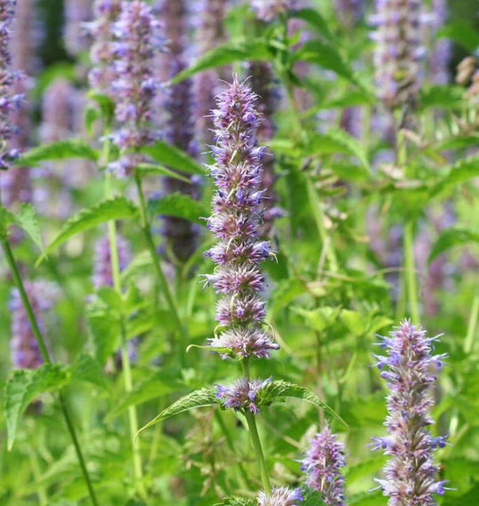 Agastache Licorice Mint - West Coast Seeds
