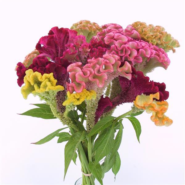 Celosia Supercrest Mix - West Coast Seeds