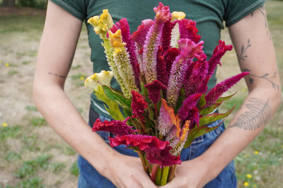 Celosia Supercrest Mix - West Coast Seeds