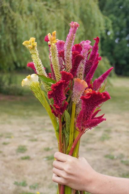 Celosia Supercrest Mix - West Coast Seeds