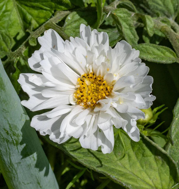 Cosmos Double Click Snow Puff - West Coast Seeds