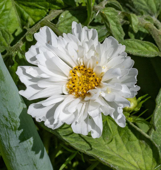 Cosmos Double Click Snow Puff - West Coast Seeds