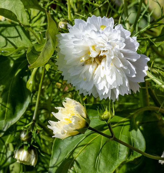 Cosmos Double Click Snow Puff - West Coast Seeds