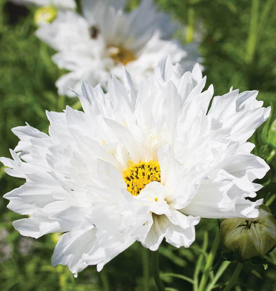 Cosmos Double Click Snow Puff - West Coast Seeds