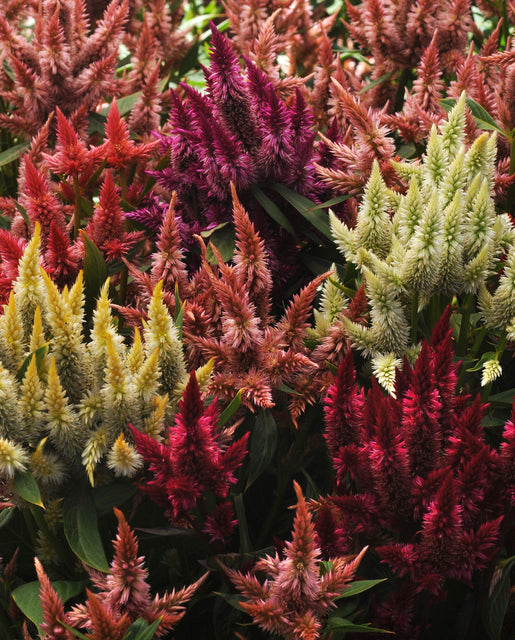 Celosia Celway Mix - West Coast Seeds