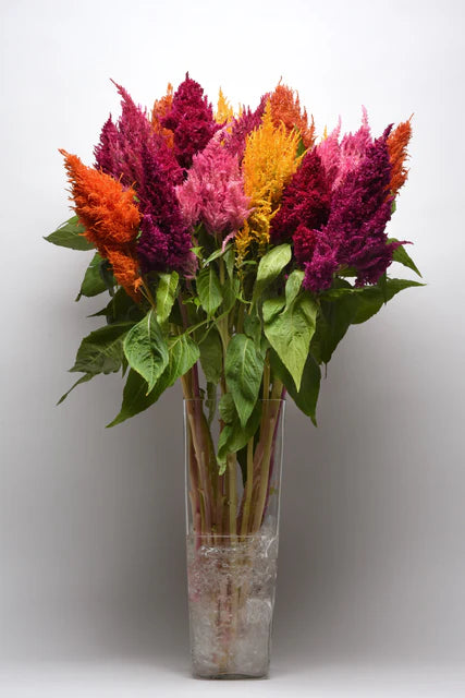 Celosia Sunday Mix - West Coast Seeds