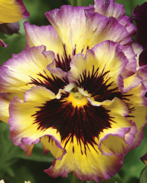 Viola Frizzle Sizzle Lemonberry - West Coast Seeds