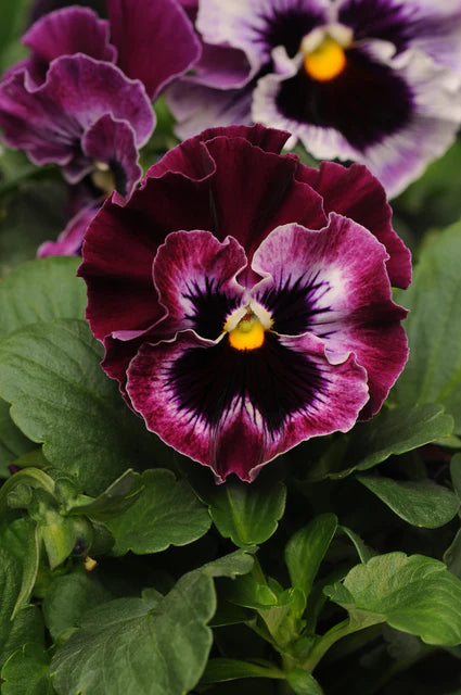 Viola Frizzle Sizzle Raspberry - West Coast Seeds