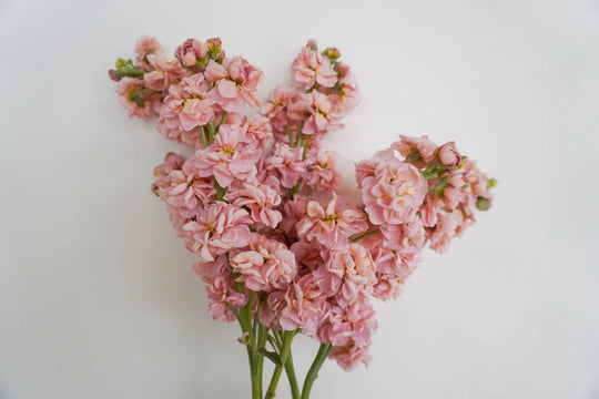 Stocks Katz Apricot - West Coast Seeds