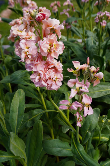 Stocks Katz Apricot - West Coast Seeds