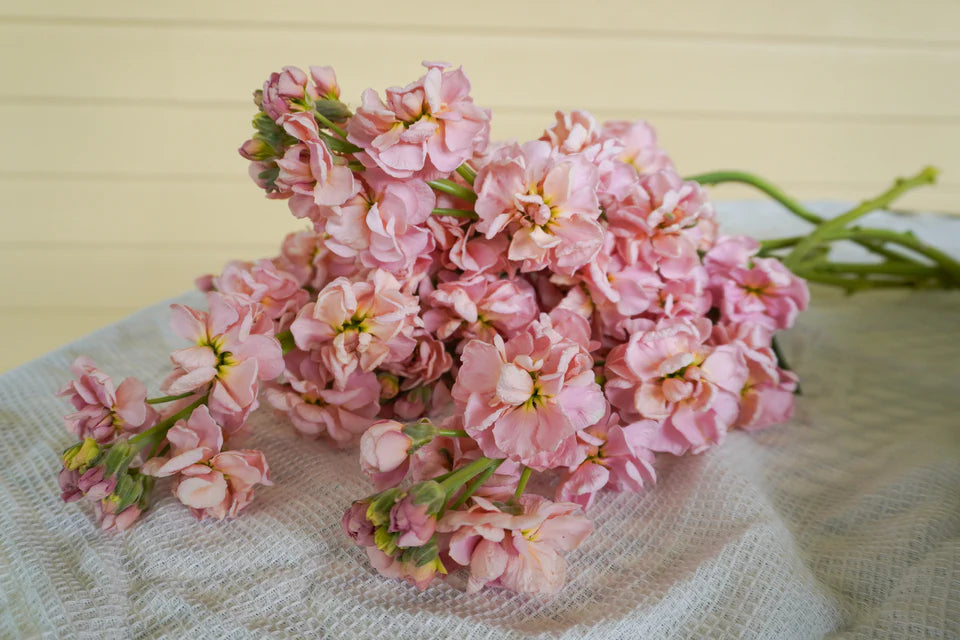 Stocks Katz Apricot - West Coast Seeds