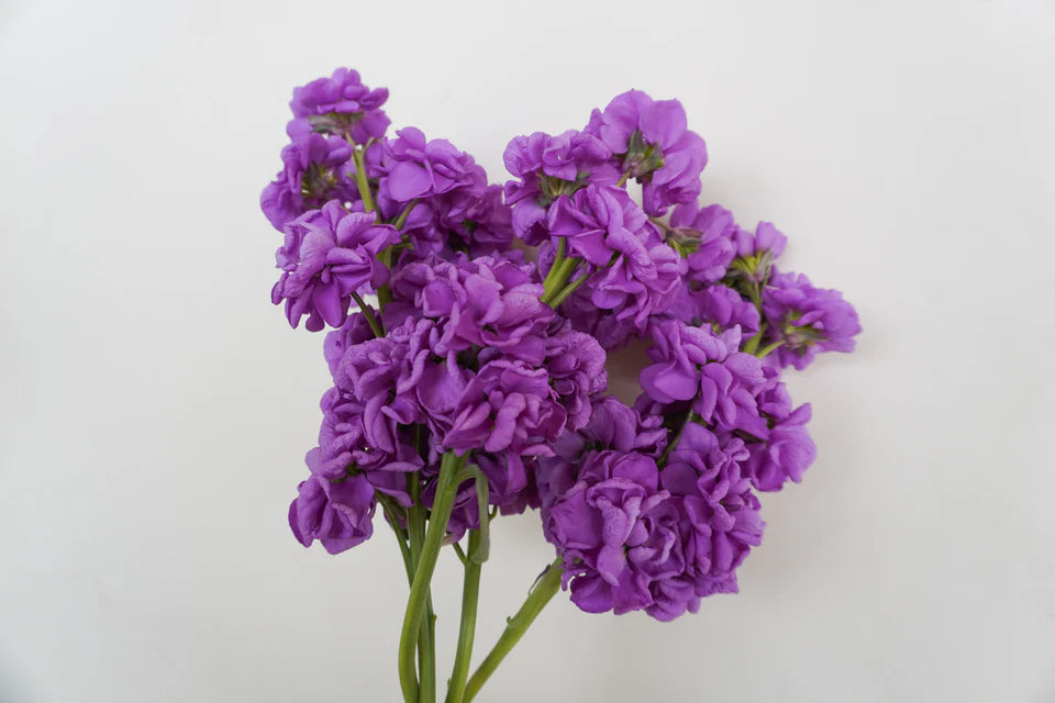 Stocks Katz Lavender Blue - West Coast Seeds