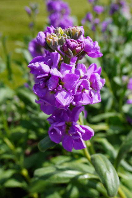 Stocks Katz Lavender Blue - West Coast Seeds