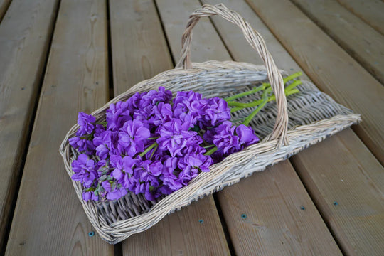 Stocks Katz Lavender Blue - West Coast Seeds