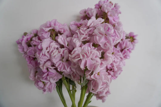 Stocks Katz Cherry Blossom - West Coast Seeds